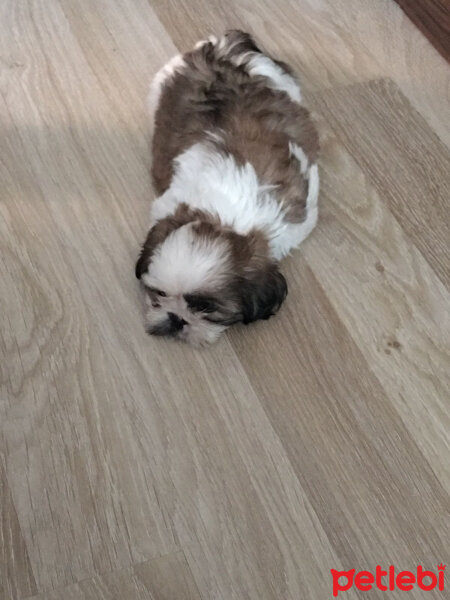 Shih Tzu, Köpek  NANCY fotoğrafı