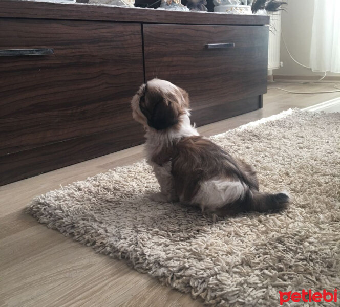 Shih Tzu, Köpek  NANCY fotoğrafı