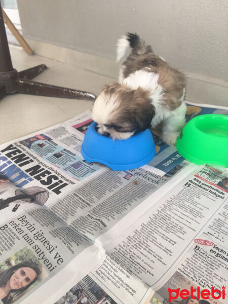 Shih Tzu, Köpek  NANCY fotoğrafı