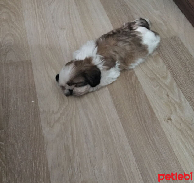 Shih Tzu, Köpek  NANCY fotoğrafı