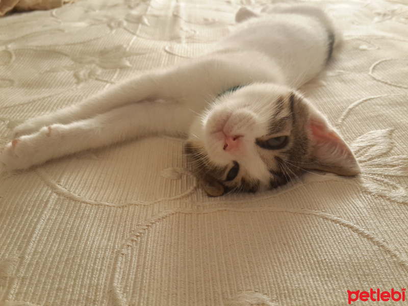 Tekir Kedi, Kedi  Mia fotoğrafı