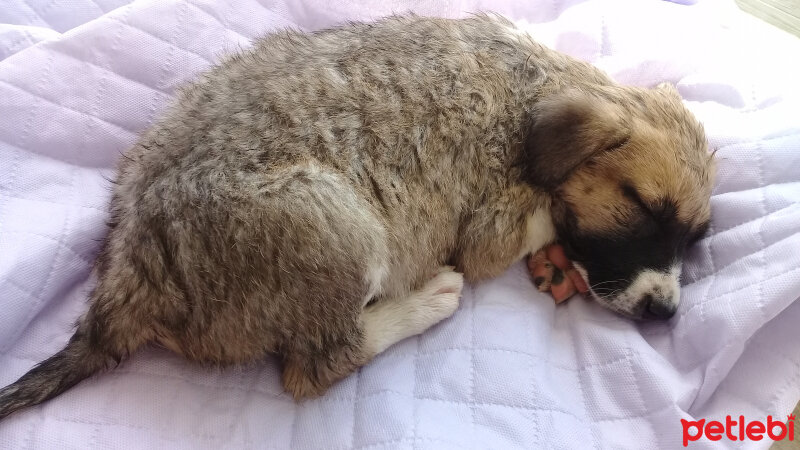 Akbaş, Köpek  Ponçik fotoğrafı