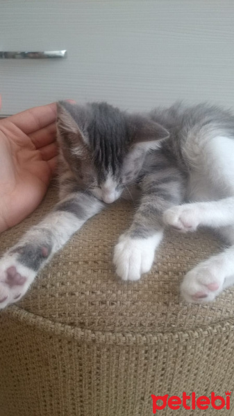 Tekir Kedi, Kedi  Minnoş fotoğrafı