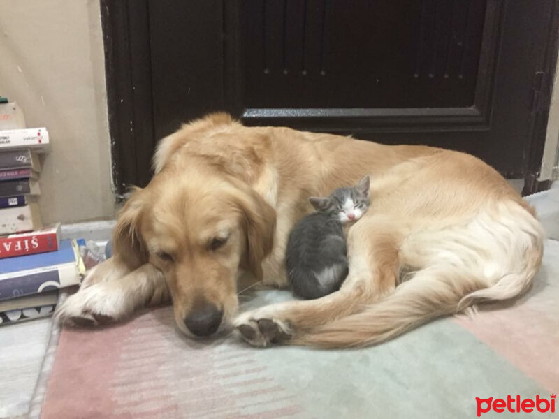 Golden Retriever, Köpek  Deniz fotoğrafı