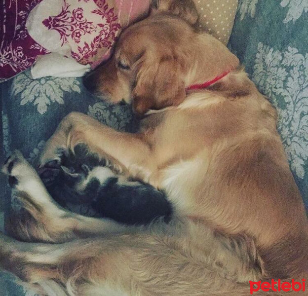 Golden Retriever, Köpek  Deniz fotoğrafı