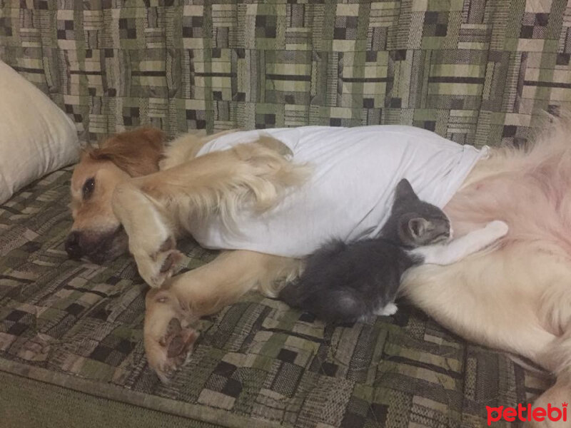 Golden Retriever, Köpek  Deniz fotoğrafı