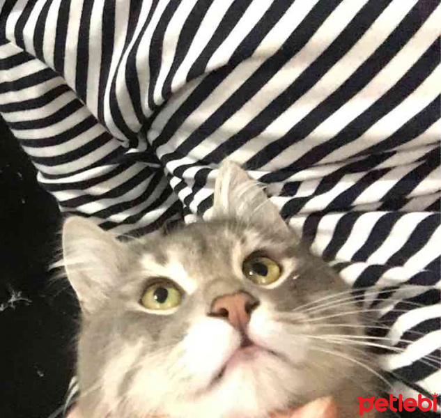 American Shorthair, Kedi  Pati fotoğrafı