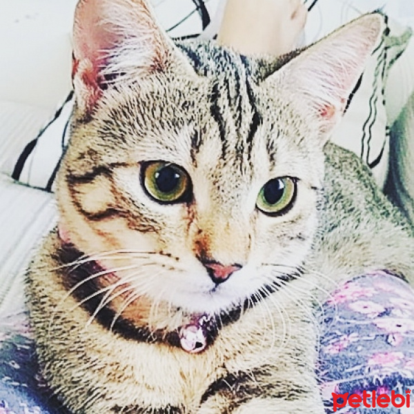 Tekir Kedi, Kedi  Ponçik fotoğrafı