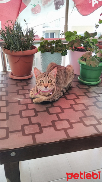 Tekir Kedi, Kedi  Ponçik fotoğrafı