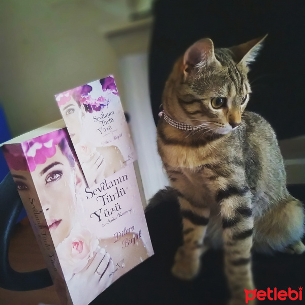 Tekir Kedi, Kedi  Ponçik fotoğrafı