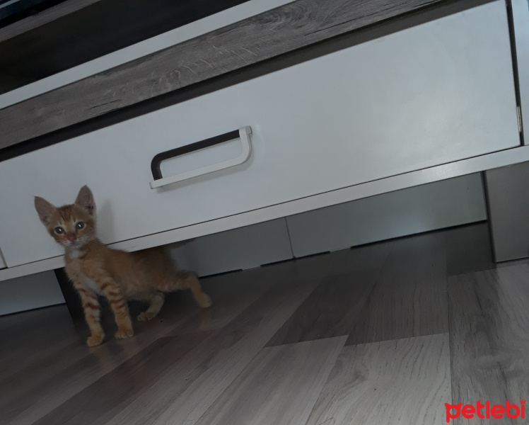 Abyssinian, Kedi  Çakıl fotoğrafı