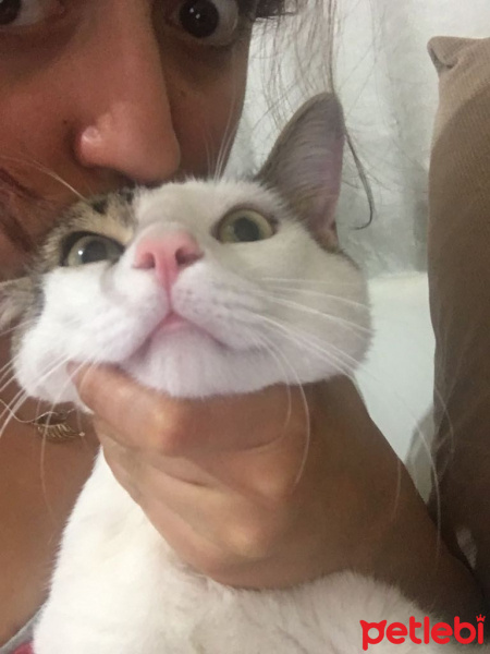 Tekir Kedi, Kedi  moria fotoğrafı