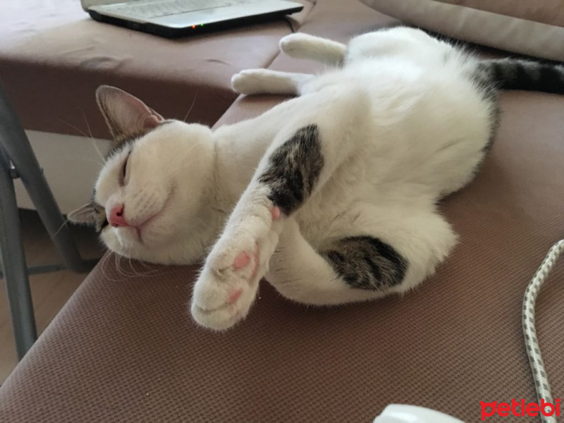 Tekir Kedi, Kedi  moria fotoğrafı