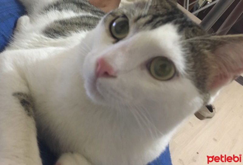 Tekir Kedi, Kedi  moria fotoğrafı