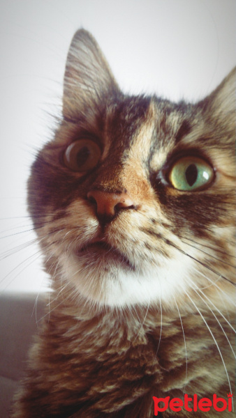 Tekir Kedi, Kedi  Sümbül fotoğrafı