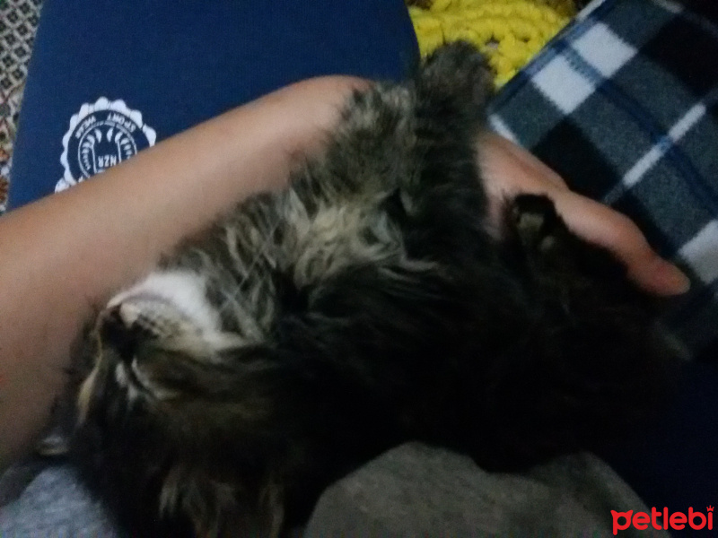 Tekir Kedi, Kedi  Sümbül fotoğrafı
