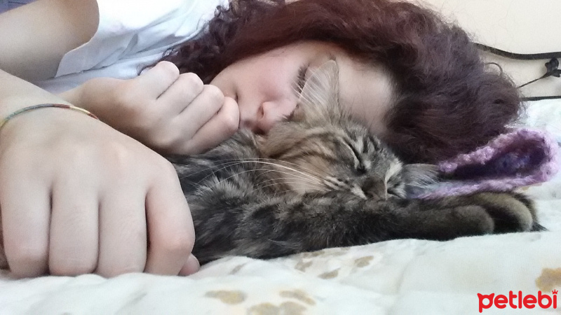 Tekir Kedi, Kedi  Sümbül fotoğrafı