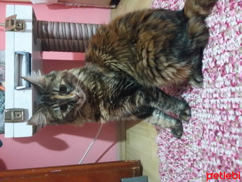 Tekir Kedi, Kedi  Sümbül fotoğrafı