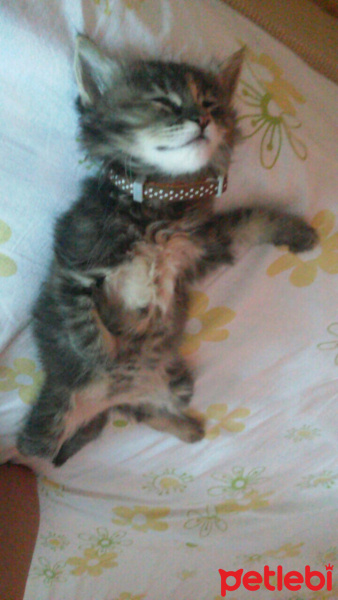 Tekir Kedi, Kedi  Sümbül fotoğrafı