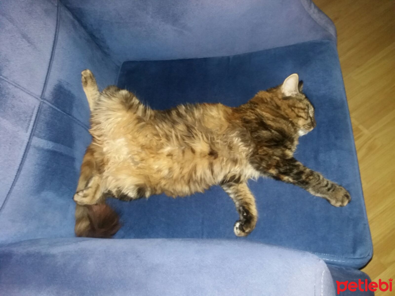 Tekir Kedi, Kedi  Sümbül fotoğrafı