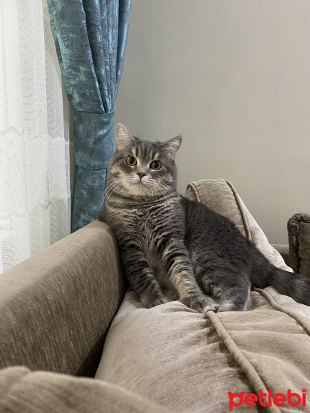 British Shorthair, Kedi  Cedric fotoğrafı