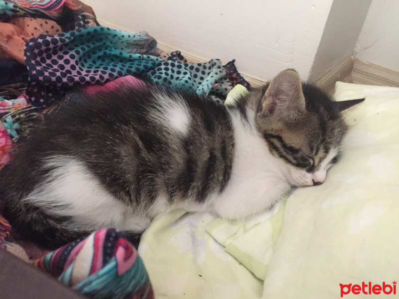 Bombay, Kedi  Sweetie fotoğrafı