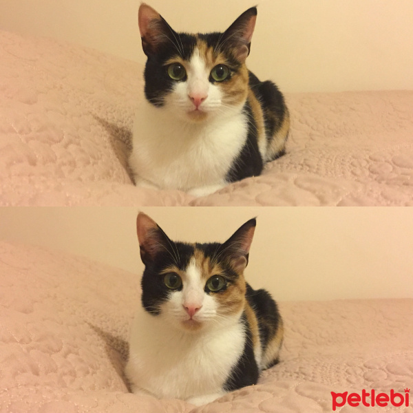 Tekir Kedi, Kedi  limon naz fotoğrafı