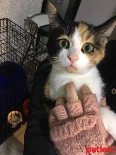 Tekir Kedi, Kedi  limon naz fotoğrafı