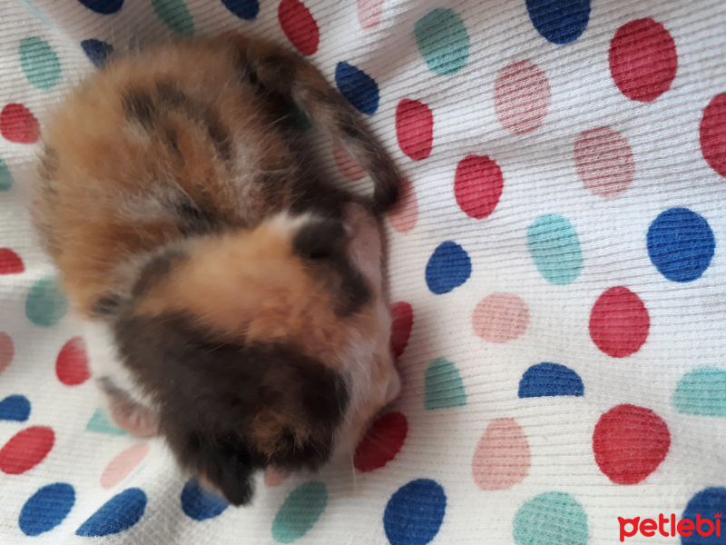Tekir Kedi, Kedi  Süt Anne istiyor fotoğrafı