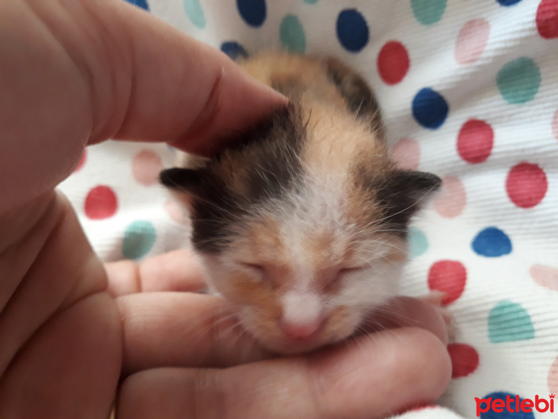 Tekir Kedi, Kedi  Süt Anne istiyor fotoğrafı