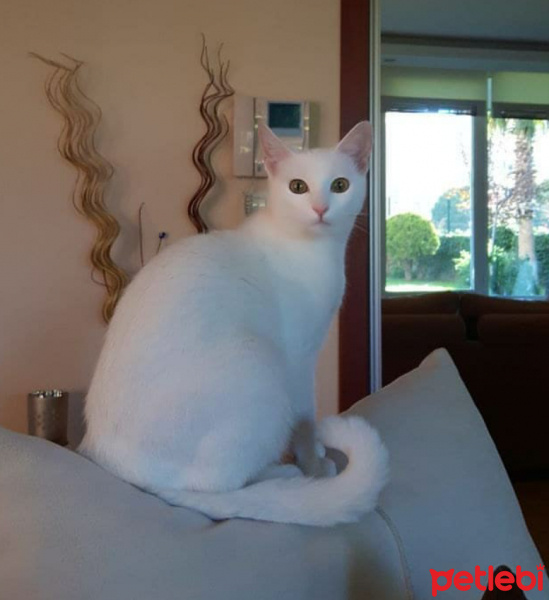 Ankara Kedisi, Kedi  Lili fotoğrafı