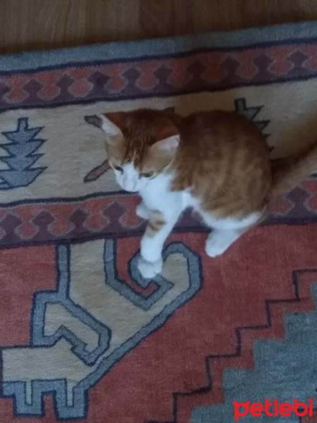 Tekir Kedi, Kedi  Behlül fotoğrafı