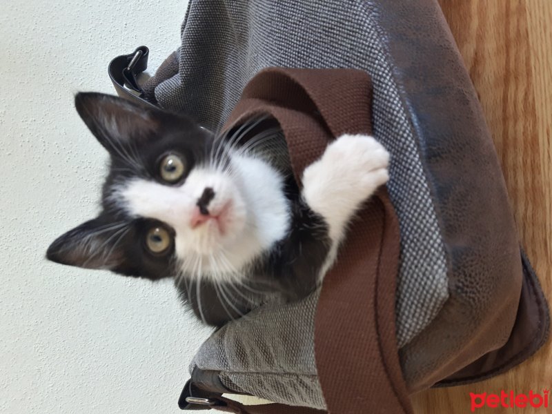 Tekir Kedi, Kedi  Fıstık fotoğrafı