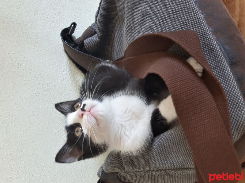 Tekir Kedi, Kedi  Fıstık fotoğrafı