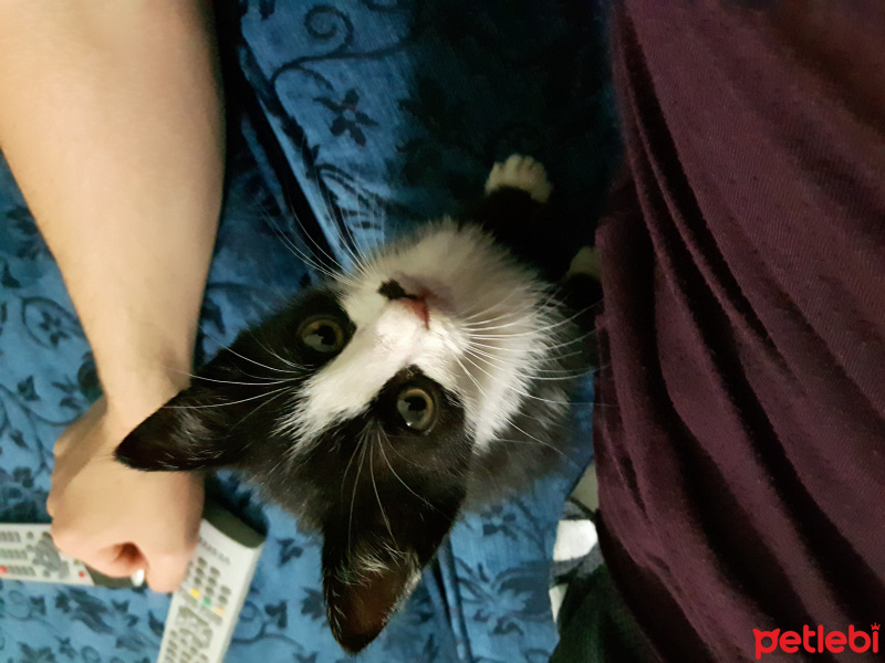 Tekir Kedi, Kedi  Fıstık fotoğrafı