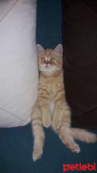 İran Kedisi (Persian), Kedi  Mia fotoğrafı