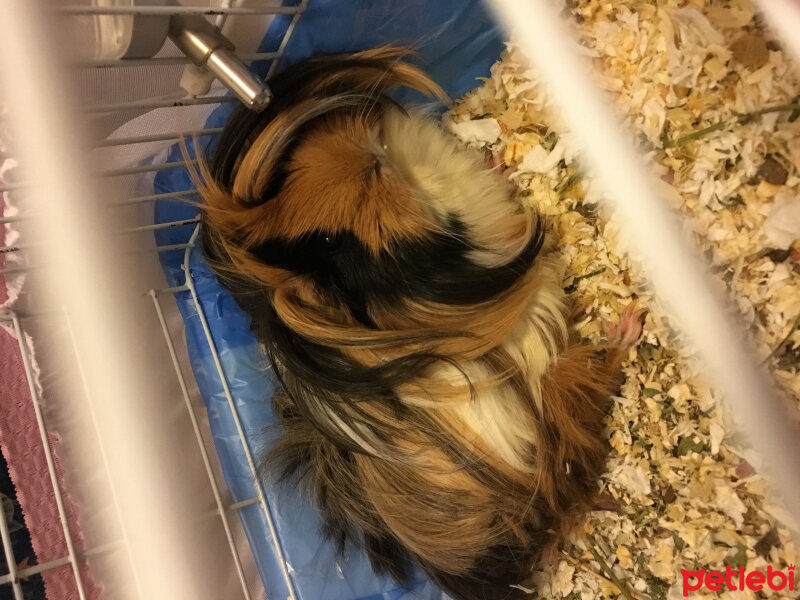 Guinea Pig, Kemirgen  Kahve fotoğrafı