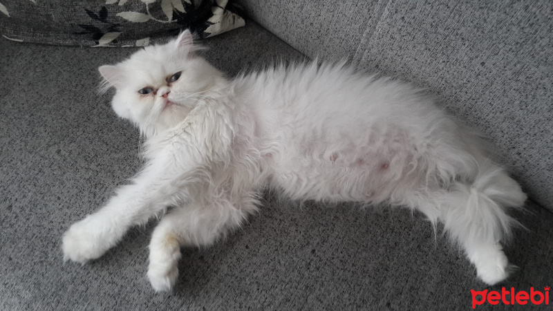 İran Kedisi (Persian), Kedi  Pamuk fotoğrafı