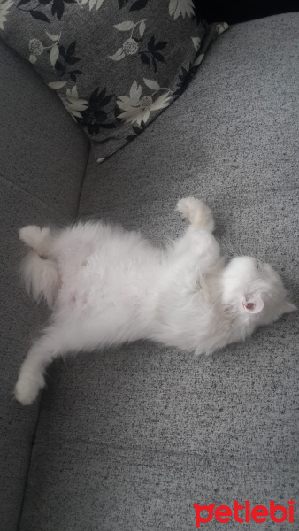 İran Kedisi (Persian), Kedi  Pamuk fotoğrafı