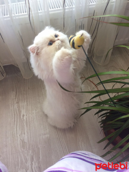 İran Kedisi (Persian), Kedi  Pamuk fotoğrafı