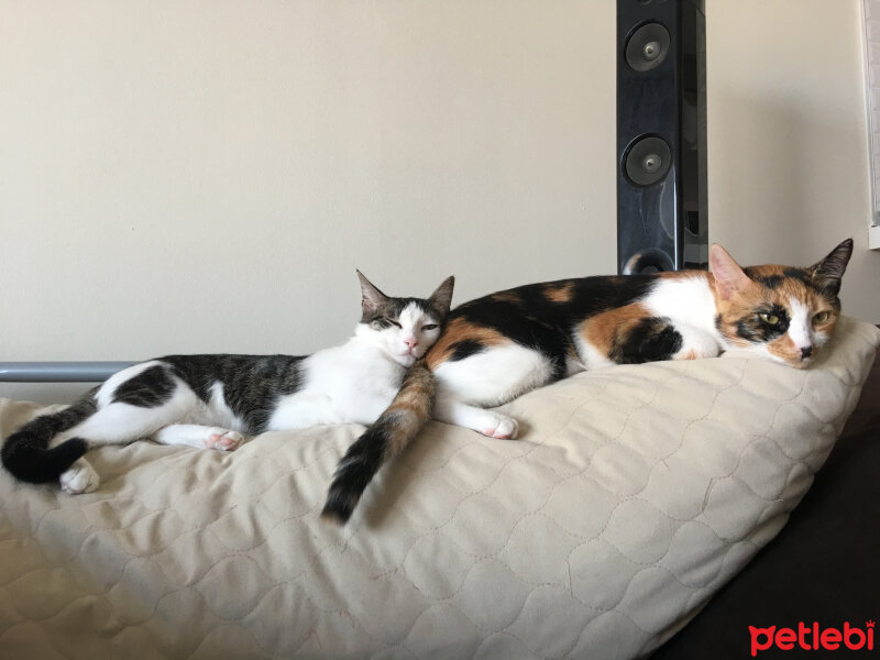 Tekir Kedi, Kedi  Tarçın fotoğrafı