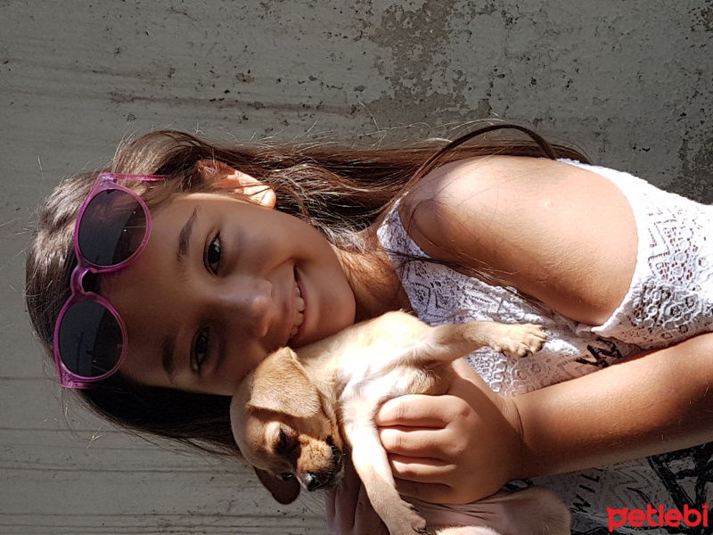 Chihuahua, Köpek  Prenses fotoğrafı