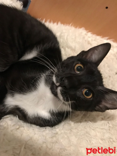 Tekir Kedi, Kedi  Odin fotoğrafı
