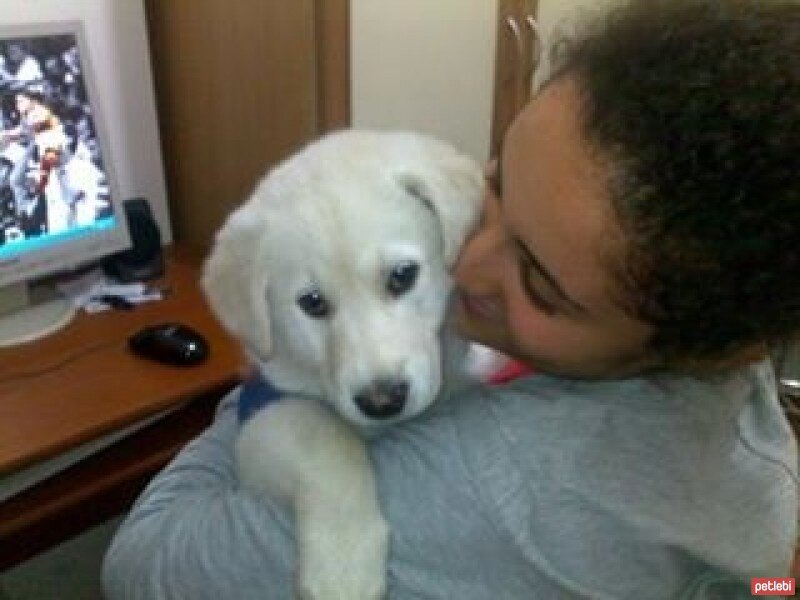 Akbaş, Köpek  Pars fotoğrafı