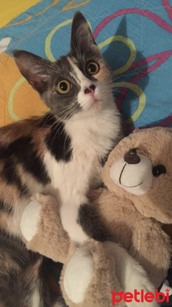 Tekir Kedi, Kedi  Mia fotoğrafı