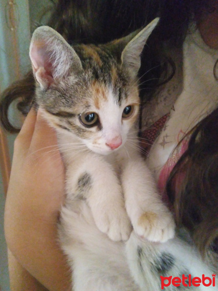 Tekir Kedi, Kedi  Prenses fotoğrafı