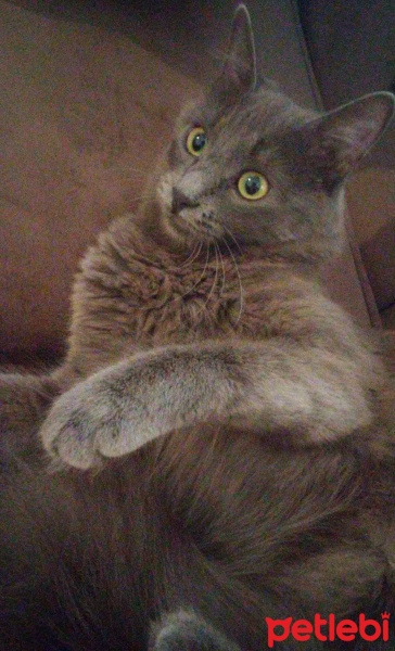 Nebelung, Kedi  Mavi fotoğrafı
