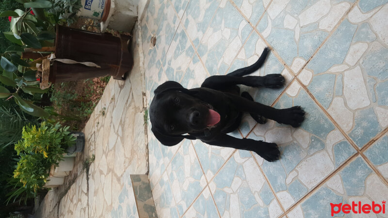 Labrador Retriever, Köpek  Badi fotoğrafı