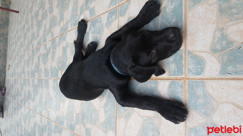 Labrador Retriever, Köpek  Badi fotoğrafı