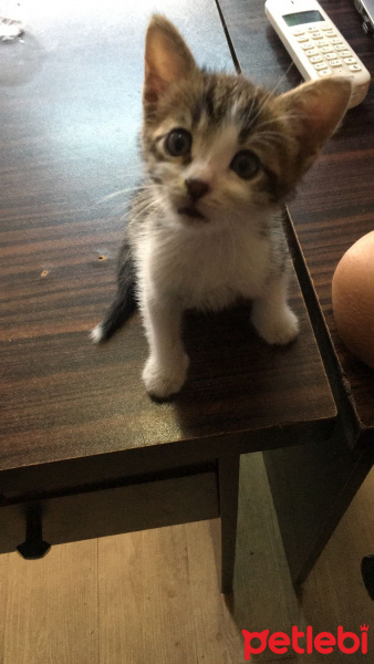 Tekir Kedi, Kedi  Ati fotoğrafı